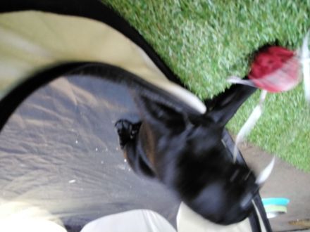 Möpschen  suchen die besten Eltern