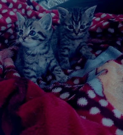 Katzen babys
