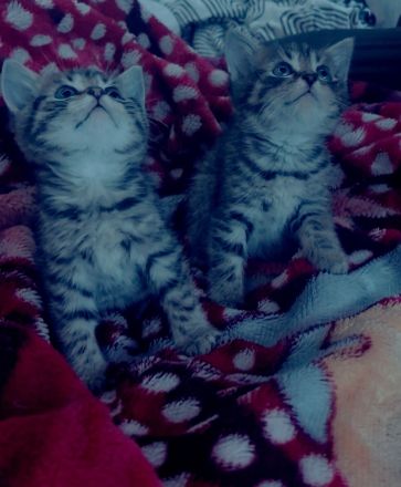Katzen babys