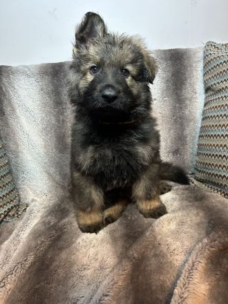 Altdeutsche Schäferhundwelpen