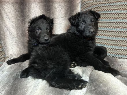 Altdeutsche Schäferhundwelpen