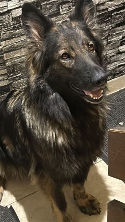 Altdeutsche Schäferhundwelpen