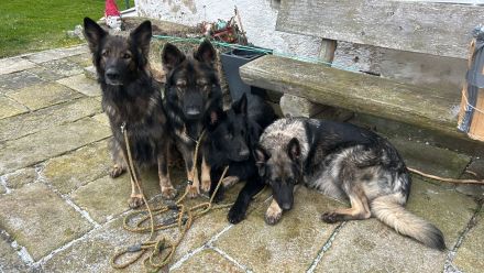 Altdeutsche Schäferhundwelpen