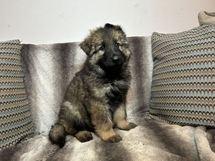 Altdeutsche Schäferhundwelpen