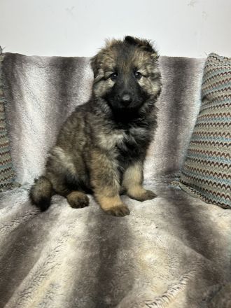 Altdeutsche Schäferhundwelpen