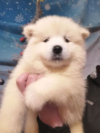 White Siberiansuny Samoyed Kennel