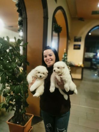 White Siberiansuny Samoyed Kennel