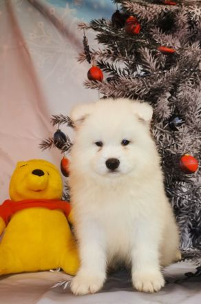 White Siberiansuny Samoyed Kennel