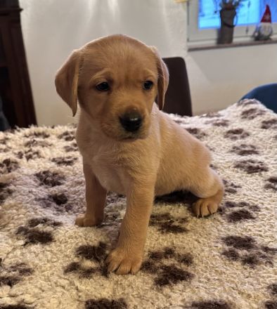 Labrador Welpen gelb Hündinnen mit Papieren