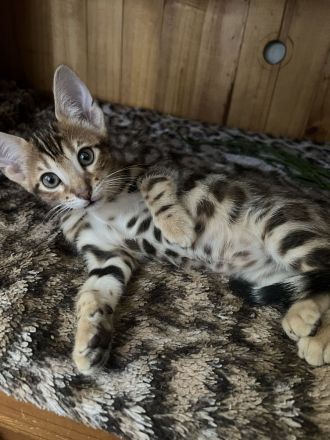 Bengalen Kitten