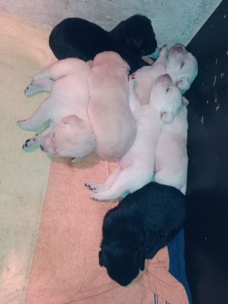 Labrador Welpen Hunde gelb Rüde Hund Appenzeller