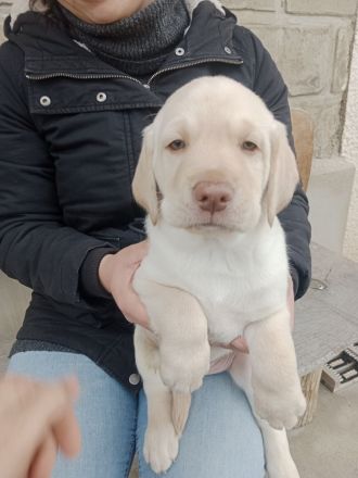 Labrador Welpen Hunde gelb Rüde Hund Appenzeller