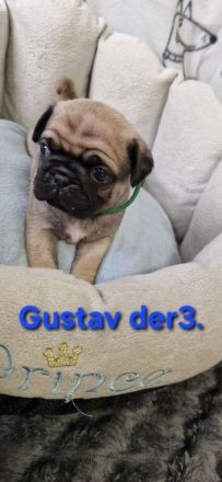 Reinr. mops x retromops welpen m.Ahnentafel dürfen umziehen