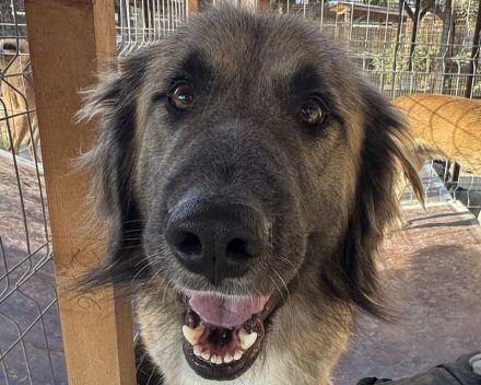Truffles, großer, sanfter Herdi-Mix sucht einen treuen Freund fürs Leben, 6J, 58 cm
