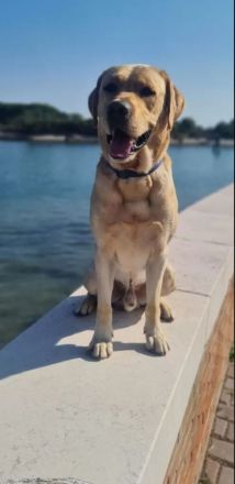 Labradorwelpen in Braun, Schwarz und Blond