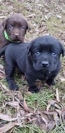 Labradorwelpen in Braun, Schwarz und Blond