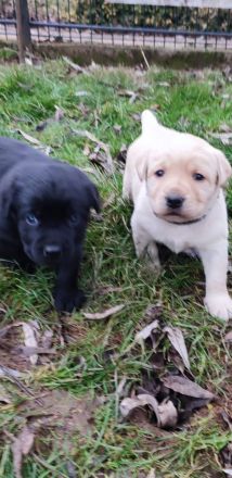 Labradorwelpen in Braun, Schwarz und Blond