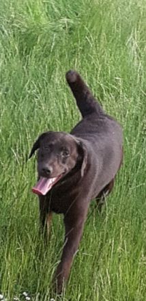 Labradorwelpen in Braun, Schwarz und Blond