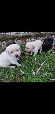 Labradorwelpen in Braun, Schwarz und Blond
