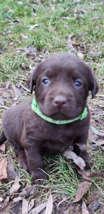 Labradorwelpen in Braun, Schwarz und Blond