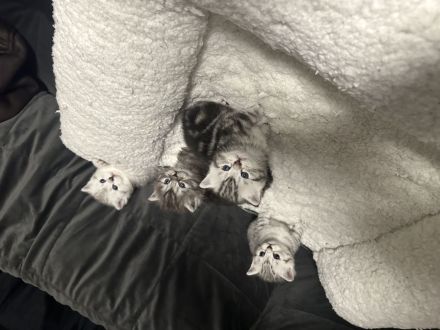 Wunderschöner reinrassiger BLH Kater