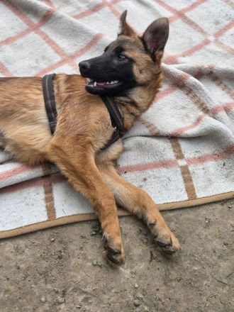 Skalina sucht ihr Glück...