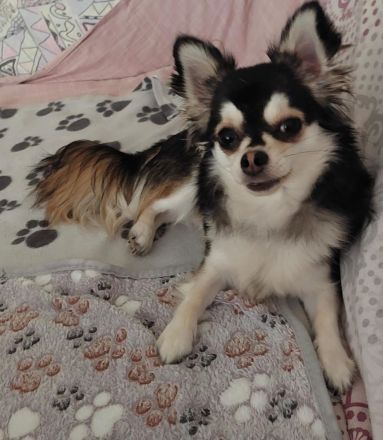 Chihuahua Rüde langhaar in Huskyfarbe geb.19.09.2024 hat sein Köfferchen gepackt