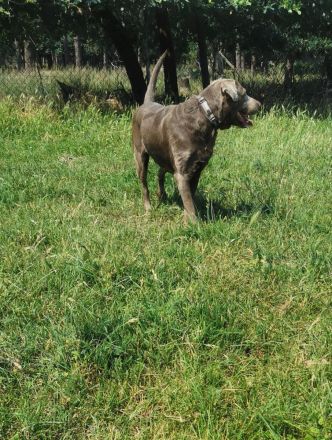 Labrador Doodle Welpen sind da