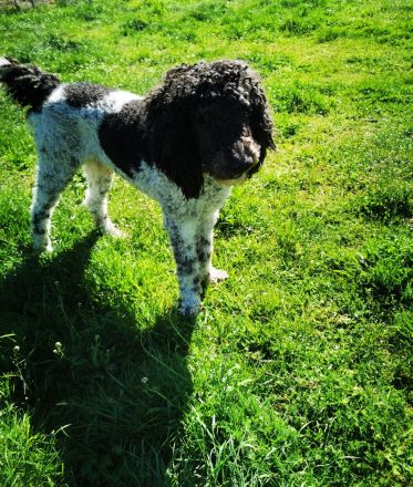 Labrador Doodle Welpen sind da