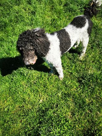 Labrador Doodle Welpen sind da