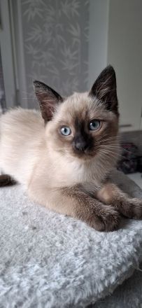 Reinrassige Siamkitten