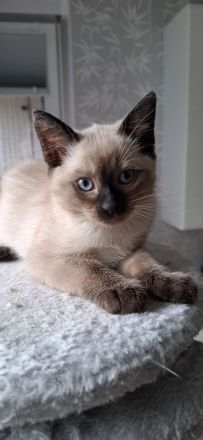 Reinrassige Siamkitten