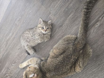 Bezaubernde bkh Kitten