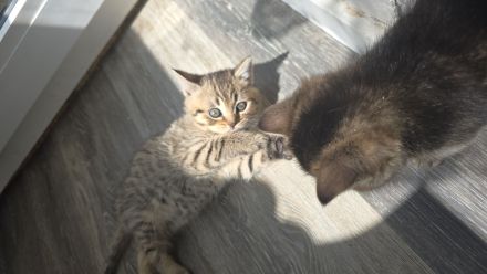 Bezaubernde bkh Kitten