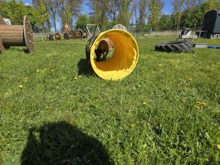 Hundesport Hunde Agility Treibball Longieren Tricksen