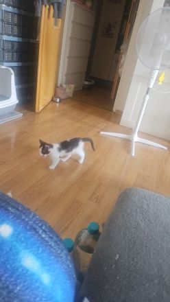 1 Katzenkind 12 Wochen alt heißt Mia