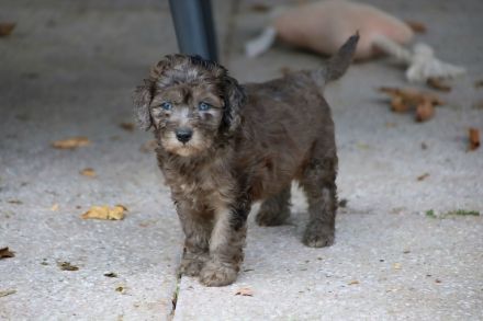 Aussiedoodle - Ein Traum auf 4 Pfötchen. Bezaubernde Welpen aus langjähriger+erfahrener Hausaufzucht