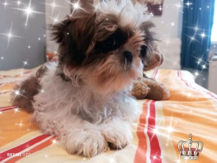 Kleine reinrassige Shih Tzu Welpen Rasselbande ❤️