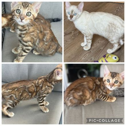 Bengal Kitten Snow Lynx / Braun. Bringen Möglich