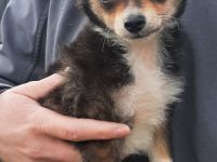 Süßer kleiner Pompoochi sucht