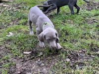 Weimaraner Welpen