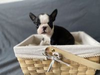 Boston Terrier Welpen mit Ahnentafel