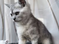 Britisch Kurzhaar Kätzchen