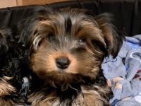 Biewer yorkshire terrier mix