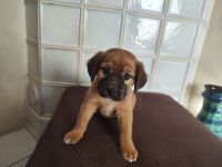 Rhodesian Ridgeback Bordeauxdoggen Mix