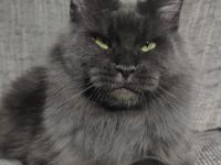 Maine coon mit Stammbaum