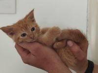 Amerikanisch Kurzhaar Kitten suchen Dosenöffner