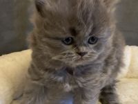 BKH BLH Kitten blau reinrassig