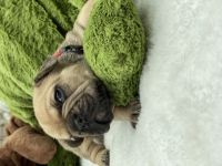 Französische Bulldogge