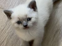 Britisch Kurzhaar Kitten
